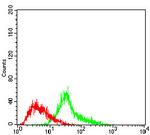 Menin Antibody in Flow Cytometry (Flow)