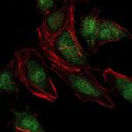 NEDD8 Monoclonal Antibody (5B8)