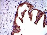 NEDD8 Antibody in Immunohistochemistry (Paraffin) (IHC (P))