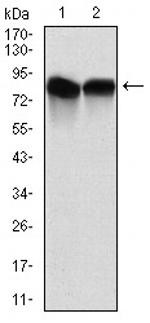 NEDD8 Antibody in Western Blot (WB)