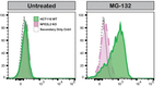Nrf2 Antibody