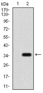 P2Y13 Monoclonal Antibody (3E8C12)