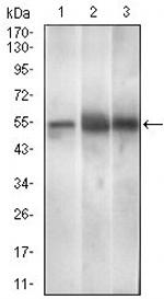 PAX3 Monoclonal Antibody (7D8G7)