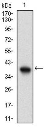 PIK3CG Antibody in Western Blot (WB)