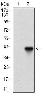 PIK3CG Monoclonal Antibody (4B5D2)