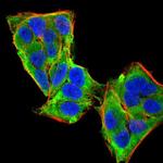 PLCG1 Monoclonal Antibody (3C2D11)