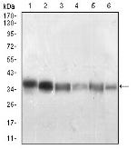PP1 beta Antibody in Western Blot (WB)