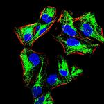 Blimp-1 Monoclonal Antibody (2F1B6)