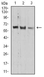PRDM14 Monoclonal Antibody (4C8B6)