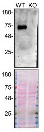 PSAP Antibody