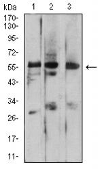 PSAP Antibody in Western Blot (WB)