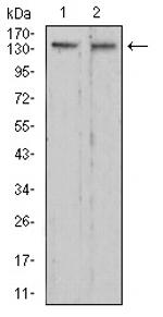 RAD50 Antibody in Western Blot (WB)