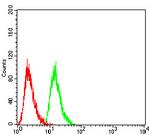 RAN Antibody in Flow Cytometry (Flow)