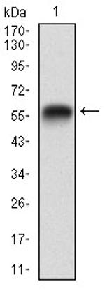 RAP1GAP Antibody in Western Blot (WB)