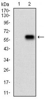 RAP1GAP Monoclonal Antibody (2G7B6)