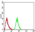 eRF1 Antibody in Flow Cytometry (Flow)
