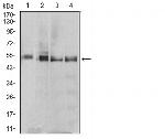 eRF1 Monoclonal Antibody (4F9H12)