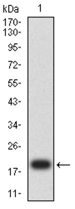 SALL4 Antibody in Western Blot (WB)
