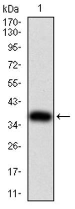 SH3GL1 Antibody in Western Blot (WB)