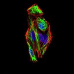 SLUG Monoclonal Antibody (4B6D5)