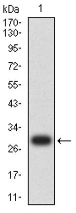 Acrosomal Vesicle Protein Antibody in Western Blot (WB)