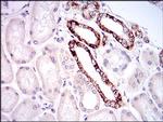 TIE1 Antibody in Immunohistochemistry (Paraffin) (IHC (P))