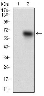 TIE1 Antibody in Western Blot (WB)