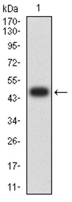 ULBP2 Antibody in Western Blot (WB)