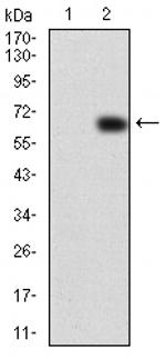 VAV2 Monoclonal Antibody (3F5D3)