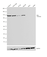 Villin Antibody