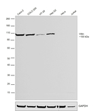 Villin Antibody in Western Blot (WB)