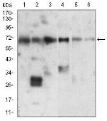 Ku70 Antibody in Western Blot (WB)
