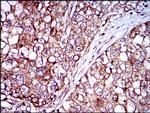 Rex1 Antibody in Immunohistochemistry (Paraffin) (IHC (P))