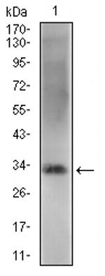 Rex1 Antibody in Western Blot (WB)
