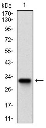 Rex1 Antibody in Western Blot (WB)