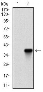 Rex1 Antibody in Western Blot (WB)