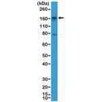 CD13 Antibody in Western Blot (WB)