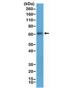 CD73 Antibody in Western Blot (WB)
