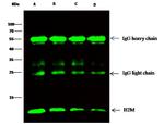 beta-2 Microglobulin Antibody in Immunoprecipitation (IP)