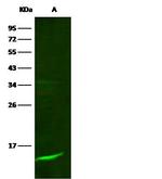 beta-2 Microglobulin Antibody in Western Blot (WB)