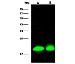 4EBP1 Recombinant Rabbit Monoclonal Antibody (058)