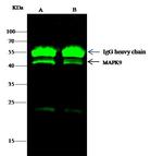 JNK2 Antibody in Immunoprecipitation (IP)