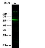 SERPINF2 Antibody in Western Blot (WB)