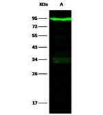 Transferrin Receptor Recombinant Rabbit Monoclonal Antibody (001)