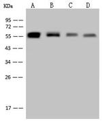 Vimentin Antibody in Western Blot (WB)