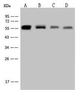 Vimentin Antibody in Western Blot (WB)