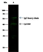 EpCAM Antibody in Immunoprecipitation (IP)