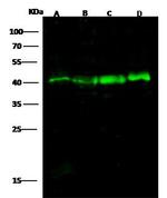 EpCAM Antibody in Western Blot (WB)