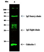 Human Galectin-1 Antibody in Immunoprecipitation (IP)