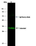 Galectin 3 Antibody in Immunoprecipitation (IP)